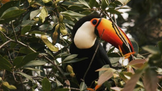 Ko Jaga Alam, Alam Jaga Ko: Malagufuk, Warisan Hutan Terakhir Papua di Ujung Tanduk Gempuran Kelapa Sawit