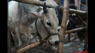 Hasil Iuran Setahun, Warga Desa Batur Banjarnegara Sembelih 720 Hewan Kurban Sampai Bayi  Baru Lahir Dapat Daging Kurban