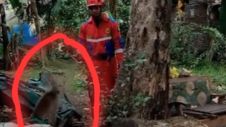 Seekor Monyet Peliharaan Warga Kedungbanteng Banyumas Terlepas, Petugas Damkar Evakuasi