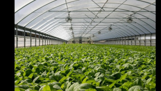 Agrowisata Clapar Segera Hadir! Dinas Pertanian Batang Tiru Konsep Ek View Semarang