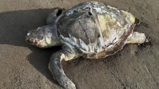 5 Rekomendasi Wisata Edukasi di Cilacap: Cocok Buat Liburan Anti-Bosan dan Keluarga Cerdas!