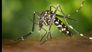 Cuaca Tak Menentu, DBD Boyolali Tewaskan Tiga Warga: Fogging Tak Cukup!