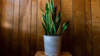 Lidah Mertua: Bukan Sekadar Tanaman Hias, Ini Jagoan Pembersih Udara di Rumah Anda!