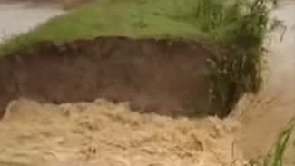 Arus Deras! Tanggul Kali Buangan 1 Rowosari Grobogan Jebol, Genangi Area Persawahan
