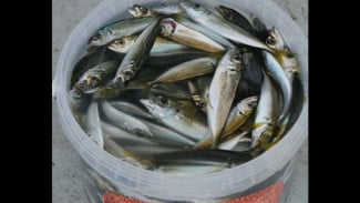 Jepang Krisis Benih Sidat, Cilacap Jadi Harapan Baru? Ini Rencana Fantastis Rp13 Triliun dari Negeri Jiran