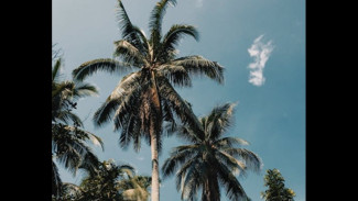 70 Persen Tesso Nilo Riau Jadi Kebun Sawit Ilegal! Hutan Lestari Tinggal Kenangan?