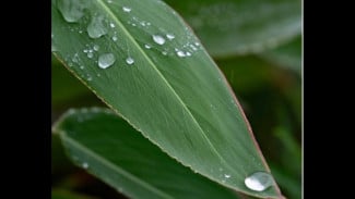 Mengenal Daun Dadap, Penangkal Petir Warisan Leluhur di Cilacap