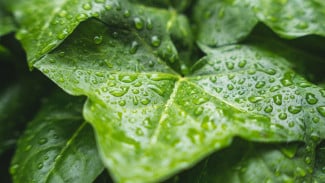 Rezeki Deras Tiada Henti! 3 Weton Keberuntungan yang Hidupnya Berlimpah