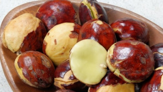 Kejengkolan: Benarkah Jengkol Bahaya? Fakta Medis dan Jaga Ginjalmu Saat Makan Jengkol