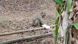 Seekor Monyet Liar Berkeliaran di Rumah Warga Pandanarum Pekalongan, Ambil Tempe Hingga Beras