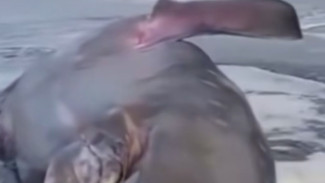 Geger! Seekor Ikan Paus Besar Terdampar di Pantai Desa Welahan Wetan, Cilacap