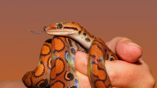 Bocah Digigit Ular Diduga Salah Diagnosis, RSUD Kajen Buka Suara