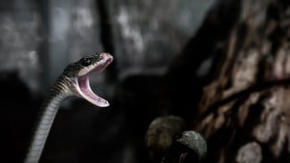 Terlambat Diberi Antivenom, Rafa Koma Setelah Digigit Ular Weling di Pekalongan