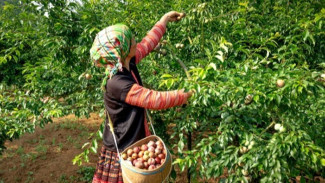 Gaji Rp300 Ribu per Jam! Cerita Merianti Tinggalkan Kerja Bank Demi Jadi Pemetik Buah di Australia