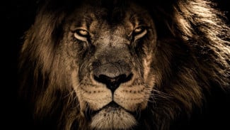 Weton Sang Singa: Pewaris Energi Tibo Singo yang Penuh Wibawa dan Keberuntungan