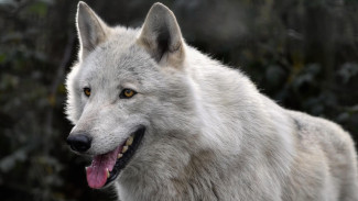 Weton Bertaring Serigala: 3 Weton Paling Sakti dan Ditakuti Karena Dilindungi Khodam Buas