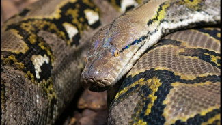 Teror Piton di Buton Selatan, Petani Tewas Ditelan Utuh Saat Berkebun
