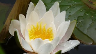 4 Weton Emas Dikejar Rezeki Besar, Siap-Siap Kaya Mendadak!