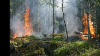Dari PT Kallista hingga Sawit Terbaru: Denda Ratusan Miliar, Ekosistem Tetap Luluh Lantak