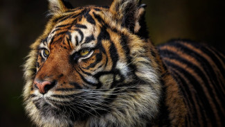 Weton Sadis & Nekat! Ini 4 Weton Paling Berani Menurut Primbon Jawa