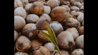 Ekspor Blora Rp13 Miliar vs Grobogan Sudah Rp5,3 T: Kesenjangan Nilai Ekspor 2 Kabupaten Bertetangga