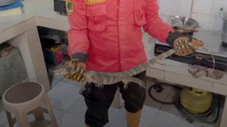 Sigap! Damkar Banyumas Berhasil Evakuasi 2 Ekor Biawak di Lokasi Berbeda Daerah Purwokerto