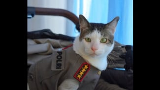 Kucing Presiden Prabowo Diantar Mobil Lexus dan Dikawal Ketat Polisi, Wamensesneg: Itu Properti Negara!