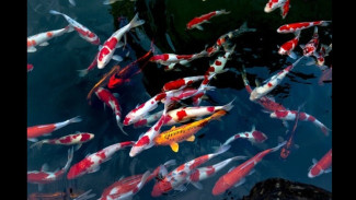 Ditebus Rp 5 Miliar pun Ditolak! Rahasia di Balik Koi Juara Dunia Milik Hartono Soekwanto