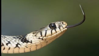 Tragis! Rafa Tak Jadi Disunat, Meninggal Akibat Gigitan Ular Weling Meski Sudah Dirujuk di RSUD Kariadi