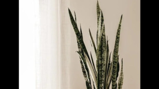 Ranking Kualitas Udara Terbaik Se Jawa Tahun 2024: Surakarta dan Probolinggo Jadi Panutan