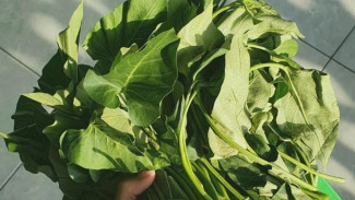 4 Sayuran yang Cepat Menghasilkan Uang, Nomor Terakhir Panennya Tercepat