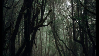 Berani Masuk! Ini 7 Hutan Paling Angker di Indonesia yang Dipenuhi Misteri