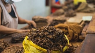 Tembakau Jadi Berkah! Demak Terima Rp 59 Miliar dari DBHCHT