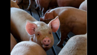 MUI Jateng Keluarkan Fatwa Haram Peternakan Babi di Jepara Dengan Nilai Investasi Rp1,5 Triliun, Ini Alasannya