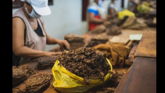 PT Djarum Bidik 6 Ribu Ton Tembakau Temanggung, Tapi Ada Syaratnya!