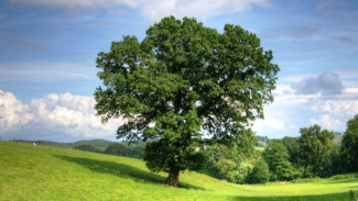 Geger Cilacap Utara! Pria Muda Ditemukan Tewas Tergantung di Pohon Mangga Pagi Hari