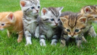 Heboh! Isu Potongan Kepala Kucing di Pasar Sepanjang Sidoarjo Ternyata Begini Faktanya