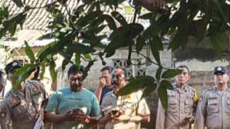 Geger! Seorang Pria Asal Karangtalun Cilacap Nekat Gantung Diri di Pohon Mangga