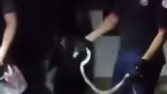 Geger! Tim Pemadam Kebakaran Kota Pekalongan Evakuasi Ular Cobra dari Rumah Warga di Kradenan