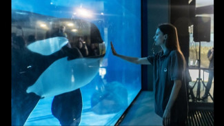 Terkuak! Sosok Jessica Radcliffe di Video Paus Orca Ternyata Bukan Pelatih