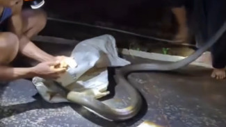 Geger! Penangkapan Ular Kobra yang Masuk Pemukiman Warga Desa Masaran Banjarnegara