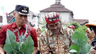 Panen Kembang Kol Raksasa 1,7 Kg di Paladan Temanggung, Bupati Agus Beri Apresiasi Petani