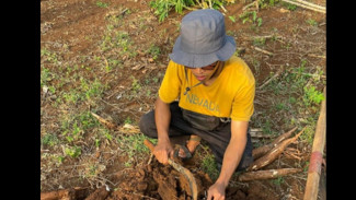 Masjid di Jogja Borong 15 Ton Singkong Petani Gunungkidul, Harga Dibayar 4x Lipat