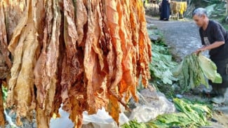 Tembakau Magelang Mulai Dijemur, Petani Targetkan Harga Rp100 Ribu per Kg