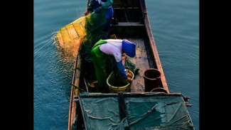 Panen Ikan di Cilacap Capai Rp22 Miliar, Laut Selatan Jadi Sumber Rezeki Nelayan