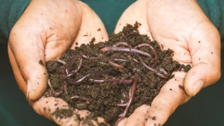 Tragedi Raya, Bocah 4 tahun di Sukabumi Meninggal Akibat Cacing Hidup 1 kg Ditubuhnya, Sudah Menyebar ke Otak