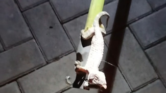 Seekor Tokek Terjebak pada Kabel Listrik Perumahan di Sokaraja, Sempat Alami Padam