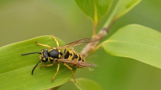 Diserang 20 Tawon Gung, Warga Klaten Pingsan Saat Menebang Bambu