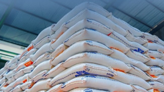 Geger! 100 Ribu Ton Beras Impor Bulog Diduga Menumpuk Digudang Terancam Jadi Limbah Rp 1,2 Triliun