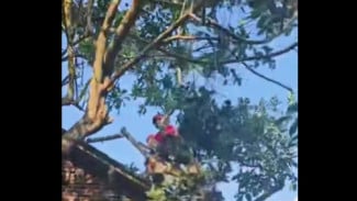Angin Kencang Robohkan Pohon Alpukat di Temanggung, Rumah Warga Rusak Tertimpa